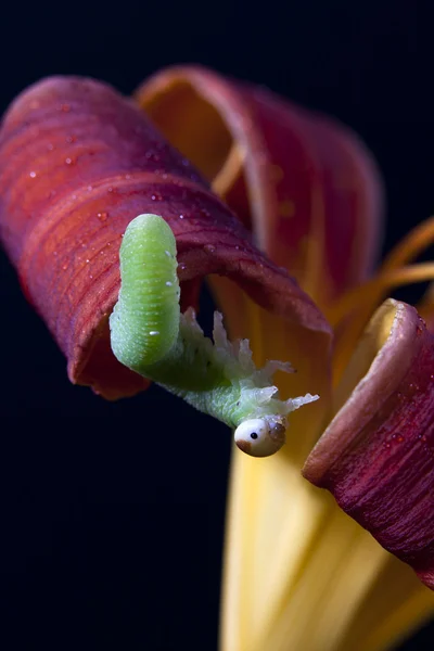 Bruco appeso al fiore . — Foto Stock