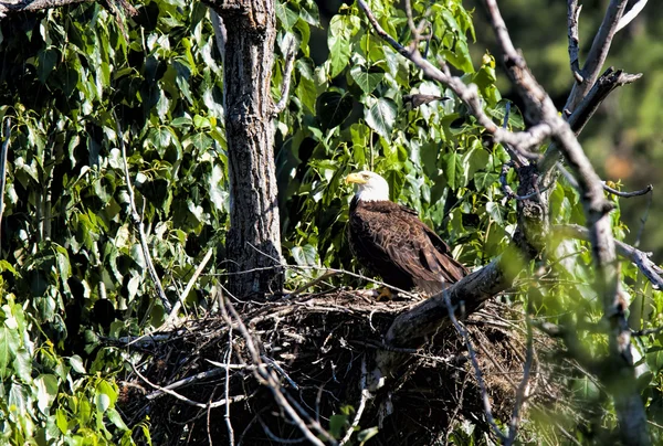 Águila en el nido . — Foto de Stock
