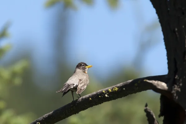 Young robin on tree. — Stock Photo, Image