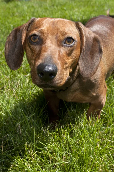 Close up of dachshund. — Stock Photo, Image