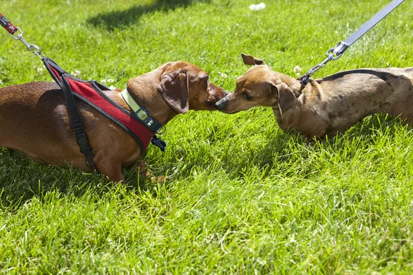 Twee teckels voldoen aan. — Stockfoto