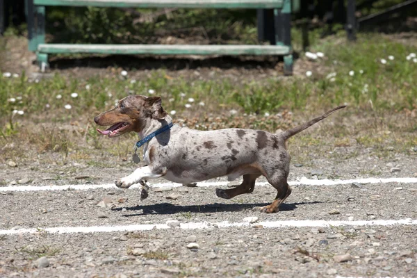 Dachshund in een race. — Stockfoto