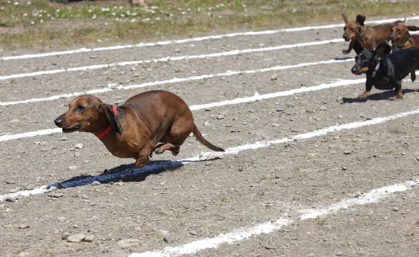 Weiner dog race. — Stock Photo, Image