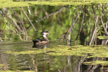 Bataklıkta genç ahşap ördek.