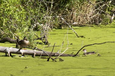 Anne ve genç ahşap ördek.