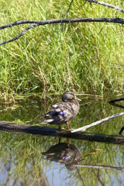oturum açma ördek aittir.