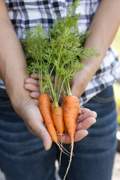 Holding bunch of picked carrots. — Stock Photo, Image