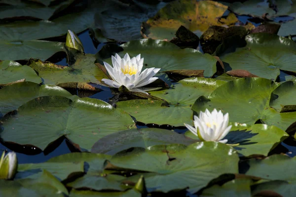 Pair of water lilies. — Stock Photo, Image