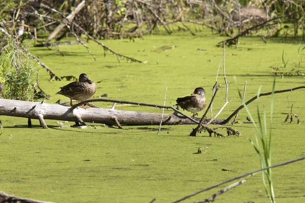 Dos patos de madera encaramados . —  Fotos de Stock