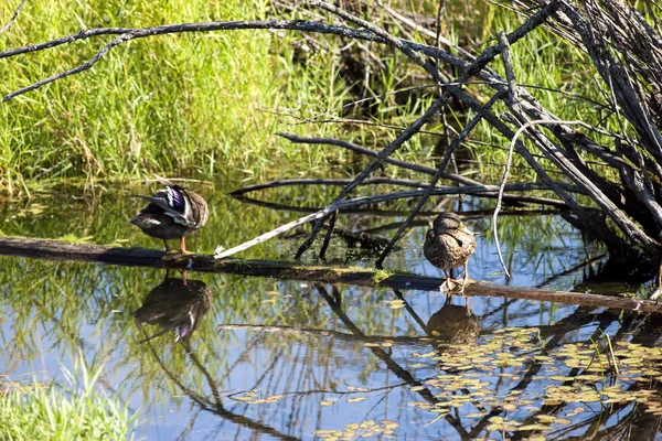 Patos en tronco flotante . — Foto de Stock