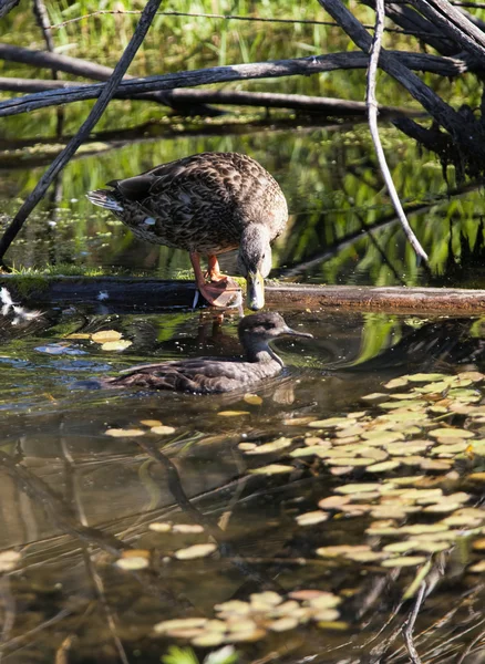 Canard regarde une autre baignade par . — Photo