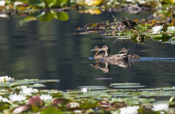 Ucks swimming in lake. — Stock Photo, Image