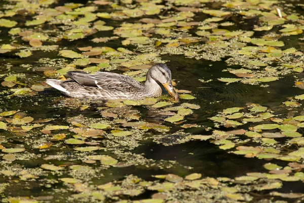 Duck swims in water. — Stock Photo, Image