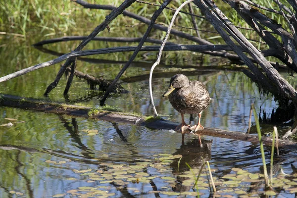 Duck is perched on log in water. — Stock Photo, Image