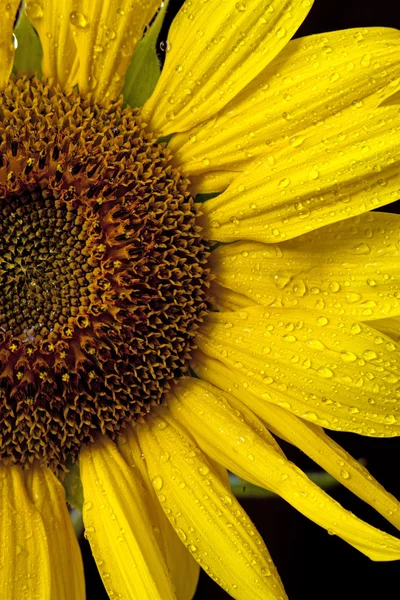 De helft schot van zonnebloem. — Stockfoto