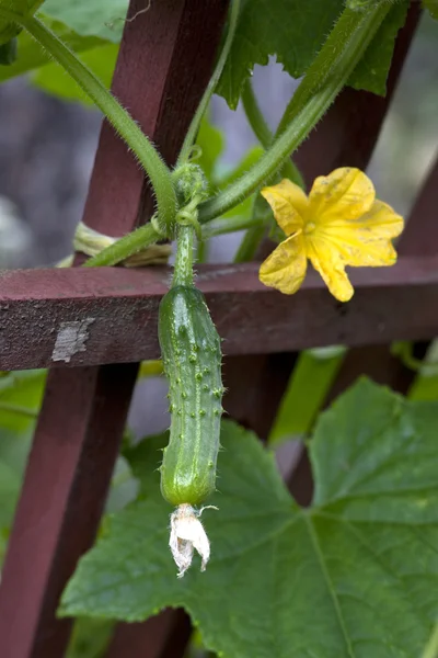 キュウリの茎からぶら下がっています。. — ストック写真