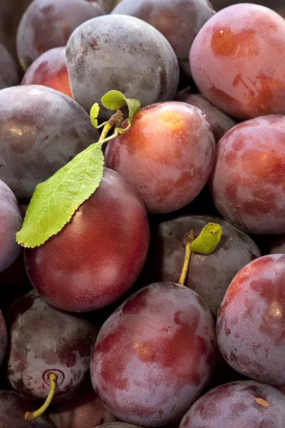 Bunch of plums. — Stock Photo, Image