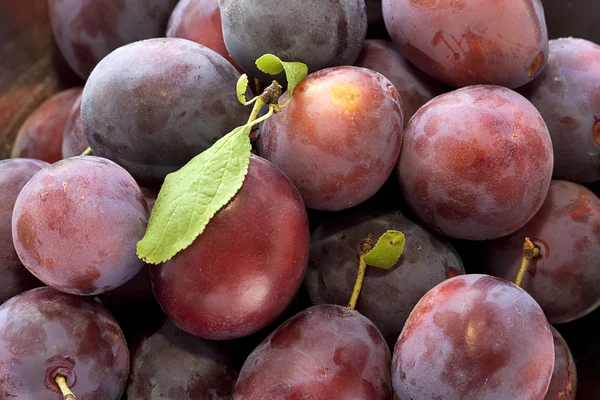 Bunch of purple plums. — Stock Photo, Image