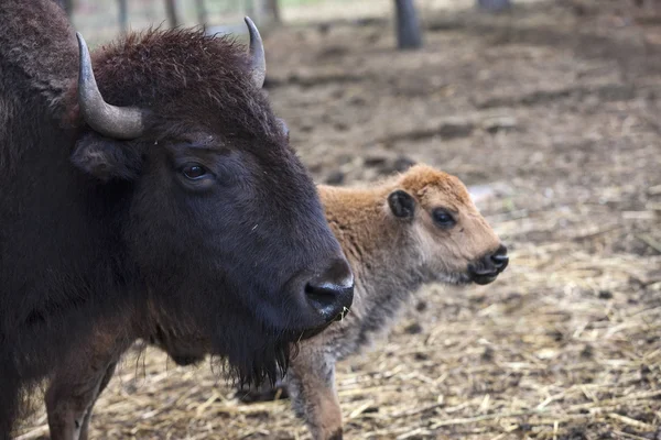 Bison volwassene en kalf. — Stockfoto