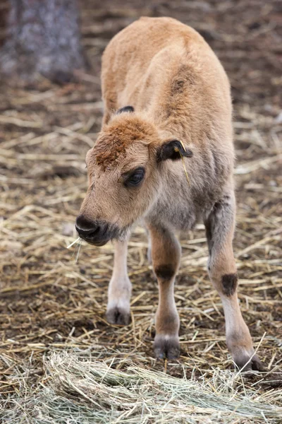 Mladý bizon. — Stock fotografie
