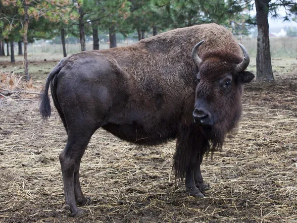 Side view of bison. — Stock Photo, Image