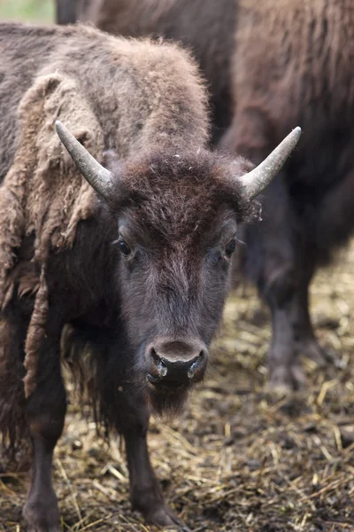 Jonge bison met kleine hoorns. — Stockfoto