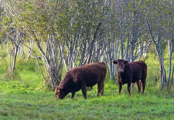 Deux vaches broutant . — Photo