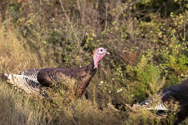 Turkey in the tall grass. — Stock Photo, Image