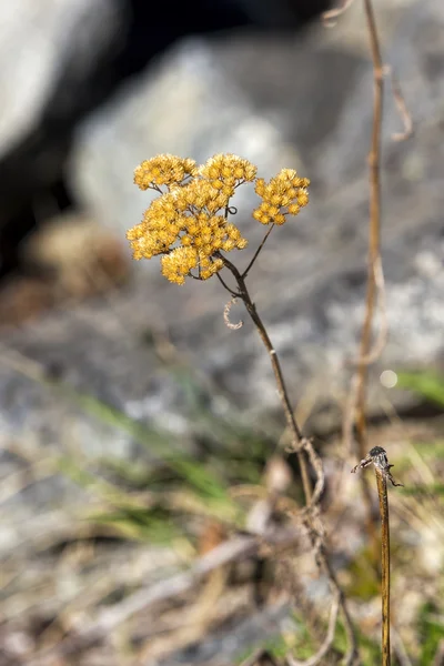 Wild weed. — Stock Photo, Image