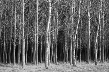 Güzel Sanatlar ağaçlarının b&w.