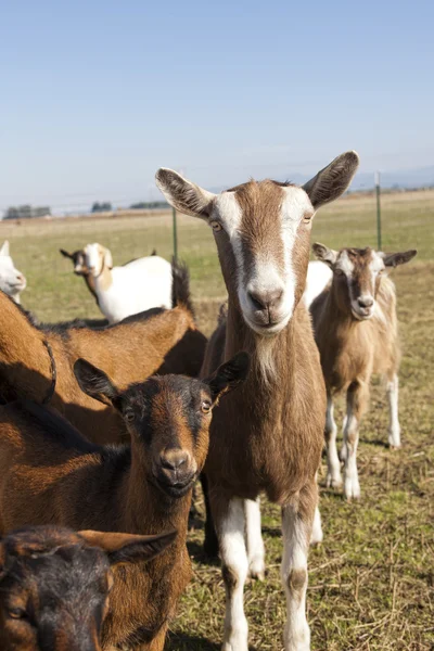 Cabras en el pasto . — Foto de Stock