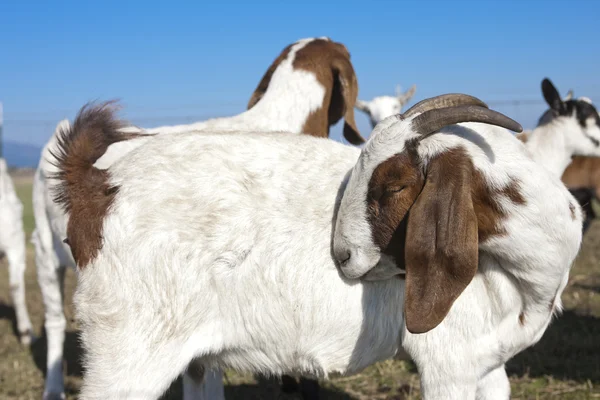 Goat preens itself. — Stock Photo, Image