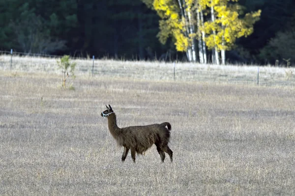 Braunes Alpaka. — Stockfoto