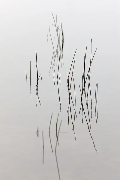 Abstrato de ervas daninhas na água . — Fotografia de Stock