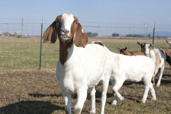 Goat grinning. — Stock Photo, Image