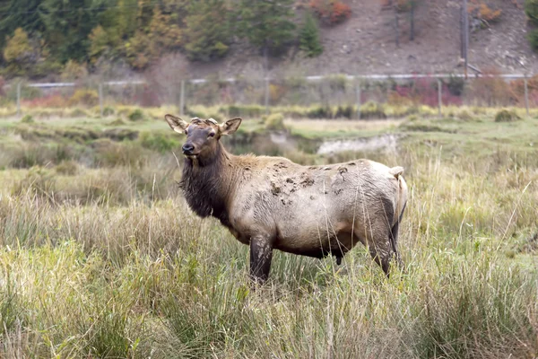 Elk in field. — Stock Photo, Image