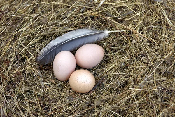 Kippeneieren in een nest. — Stockfoto