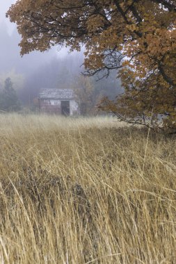 ağacın arkasında eski döken.