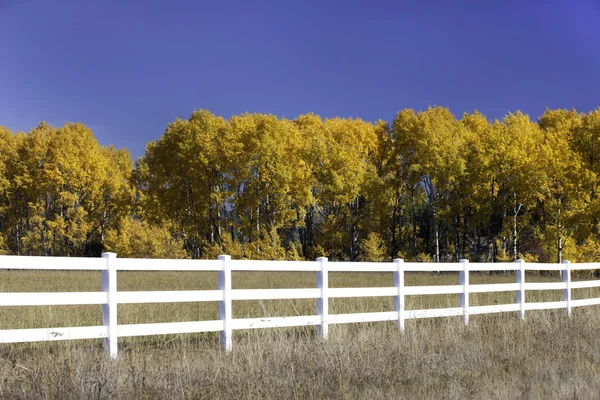 Ciel bleu, arbres jaunes, clôture blanche . — Photo