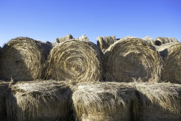 Stacked hay bundles. — Stock Photo, Image