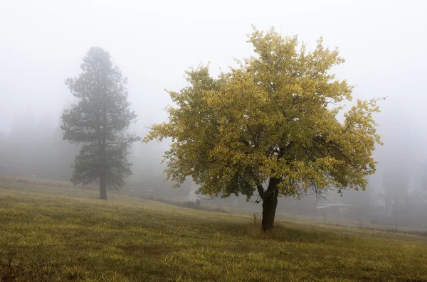 Осеннее дерево в тумане . — стоковое фото