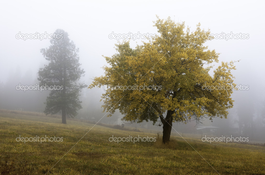 Autumn tree in fog.