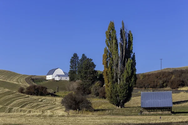 Celeiro na colina no Palouse . — Fotografia de Stock