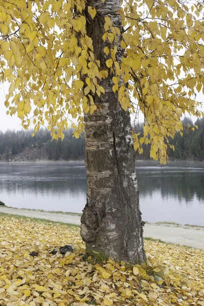 Strom u řeky. — Stock fotografie