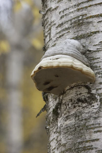 Träd med häst hoof svamp. — Stockfoto