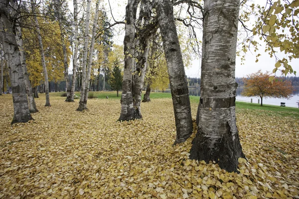 Park jesienią drzew osiki. — Zdjęcie stockowe