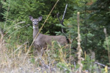 geyik yan görünüm.