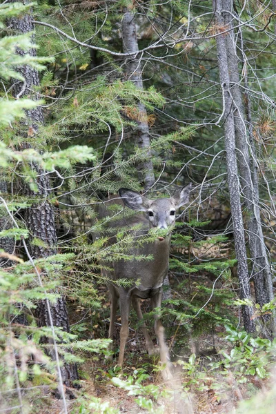 Deer partly hidden. — Stock Photo, Image