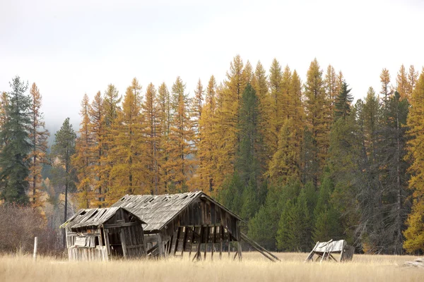 Alte Scheune durch Bäume. — Stockfoto