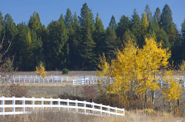 Aspen albero alla fine della recinzione . — Foto Stock